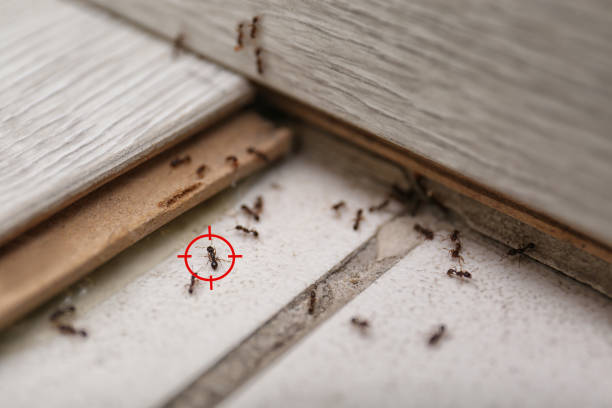 Best Pest Inspection Near Me  in Amelia, OH